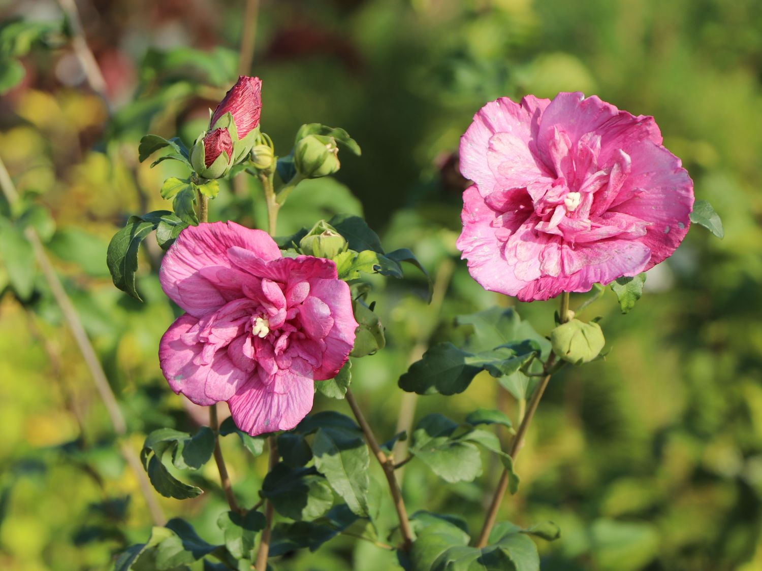 Garteneibisch 'Magenta Chiffon' - Hibiscus syriacus 'Magenta Chiffon'