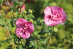 Garteneibisch 'Magenta Chiffon' - Hibiscus syriacus 'Magenta Chiffon'
