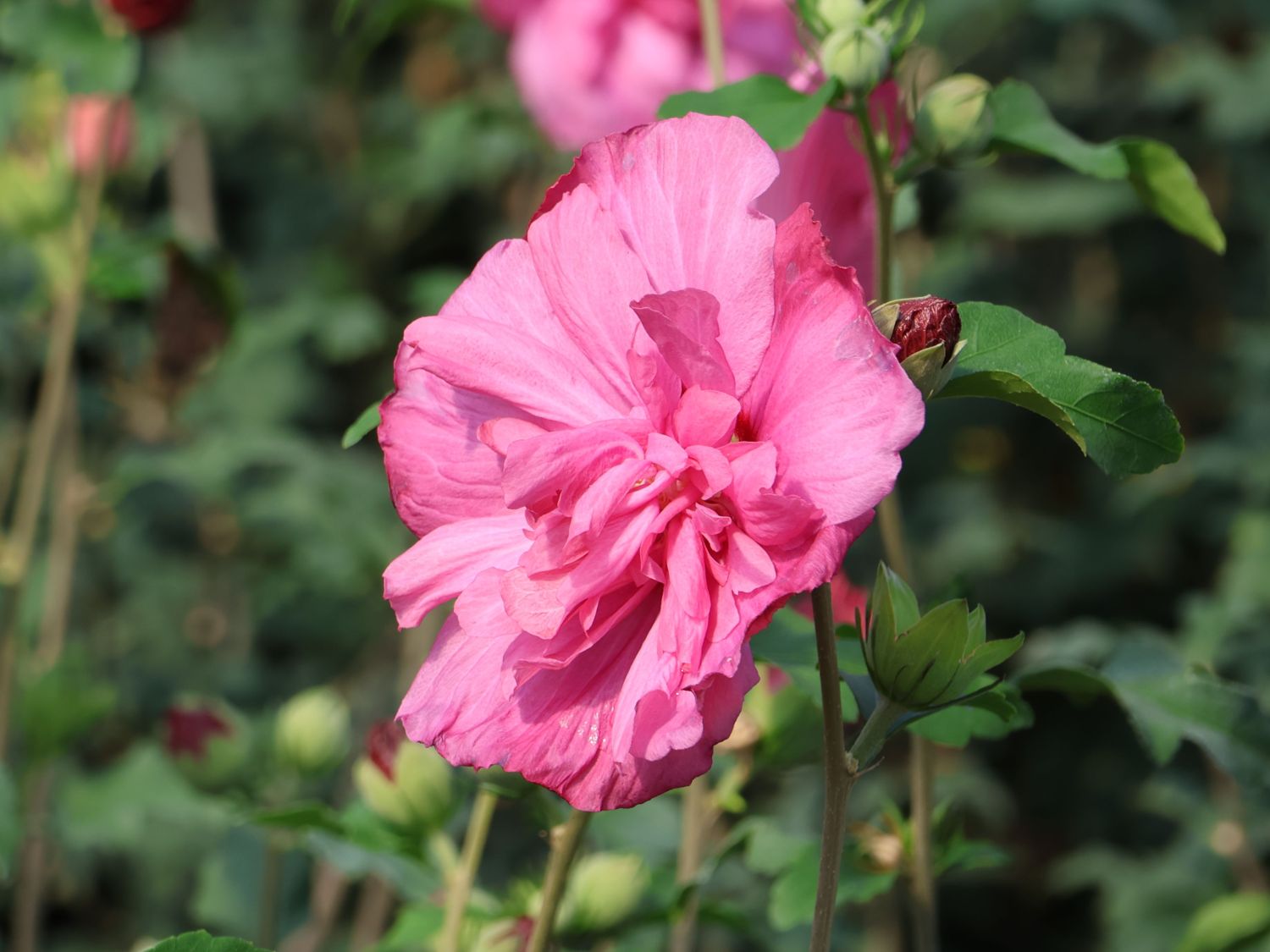 Garteneibisch 'Magenta Chiffon' - Hibiscus syriacus 'Magenta Chiffon'