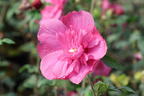 Garteneibisch 'Magenta Chiffon' - Hibiscus syriacus 'Magenta Chiffon'