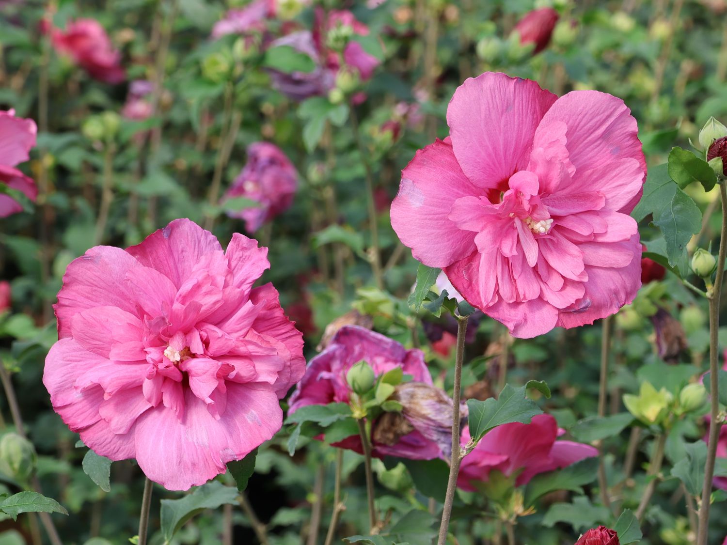 Garteneibisch 'Magenta Chiffon' - Hibiscus syriacus 'Magenta Chiffon'