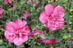 Garteneibisch 'Magenta Chiffon' - Hibiscus syriacus 'Magenta Chiffon'