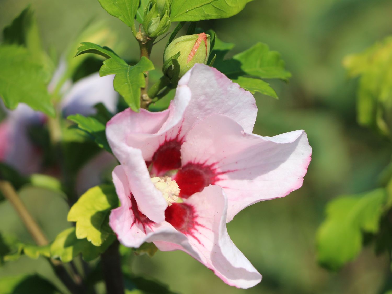 Garteneibisch 'Mathilda' - Hibiscus syriacus 'Mathilda'