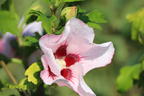 Garteneibisch 'Mathilda' - Hibiscus syriacus 'Mathilda'