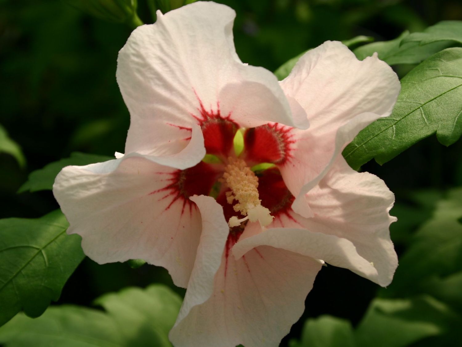 Garteneibisch 'Mathilda' - Hibiscus syriacus 'Mathilda'