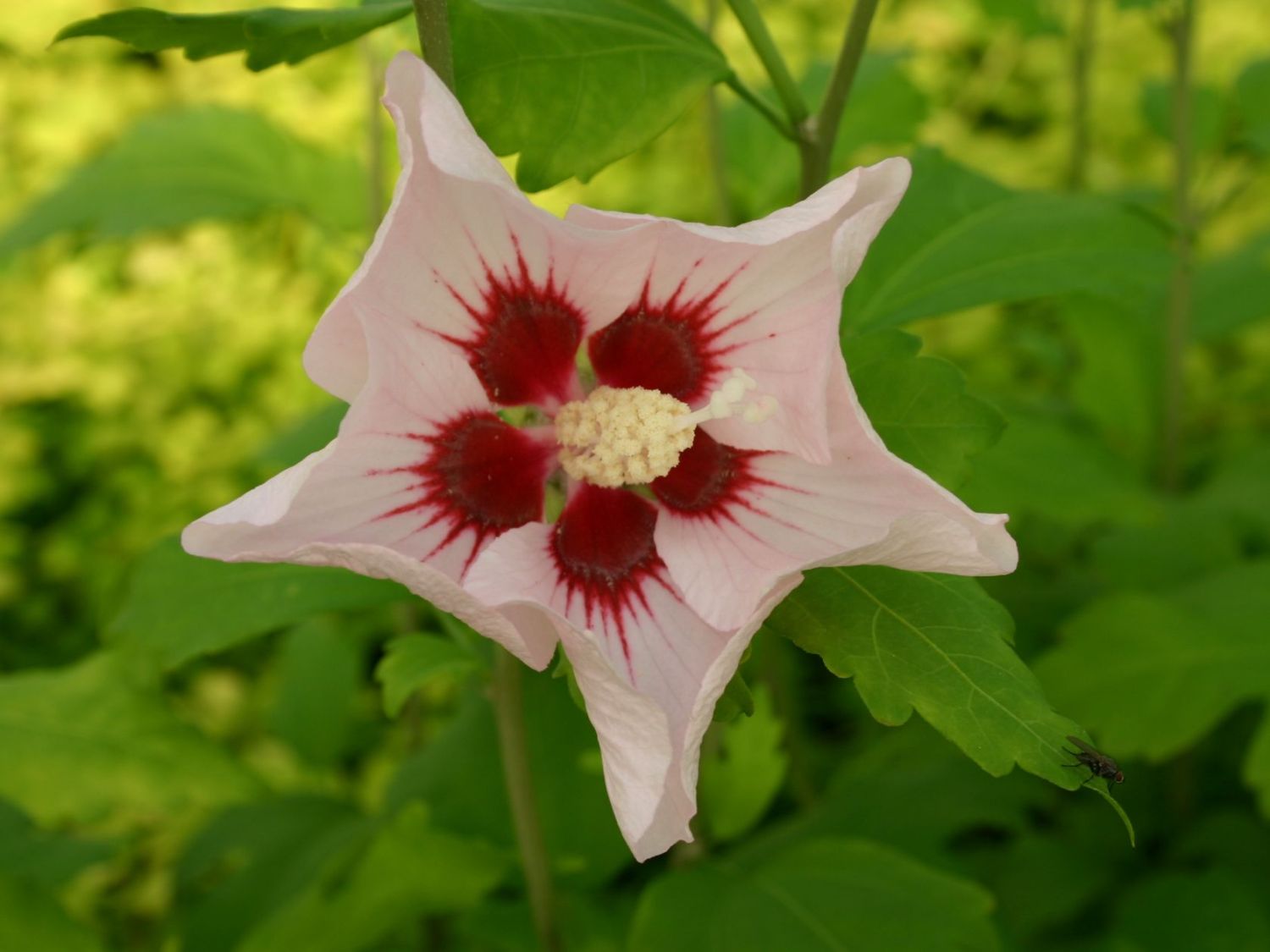 Garteneibisch 'Mathilda' - Hibiscus syriacus 'Mathilda'