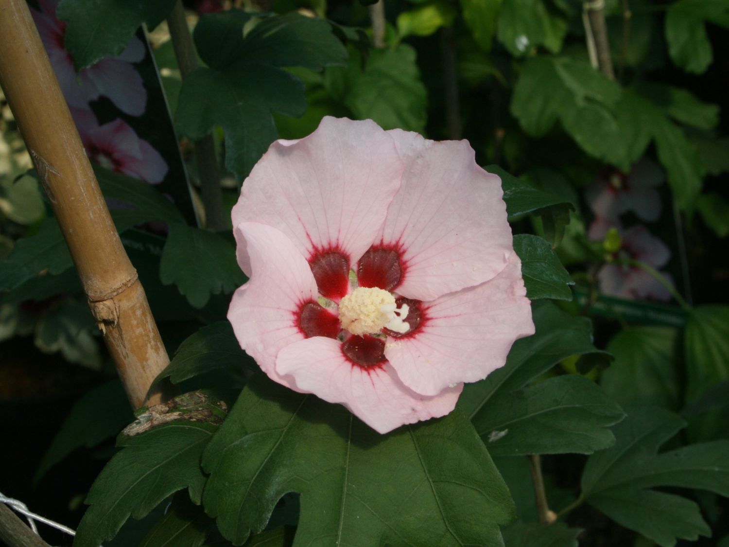 Garteneibisch 'Mathilda' - Hibiscus syriacus 'Mathilda'