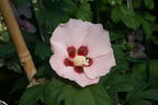 Garteneibisch 'Mathilda' - Hibiscus syriacus 'Mathilda'