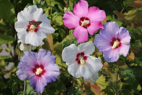 Garteneibisch-Paket 'Marina', 'Pink Giant' ® & 'Red Heart' - Hibiscus syriacus - Das Farben-Trio der Extraklasse!