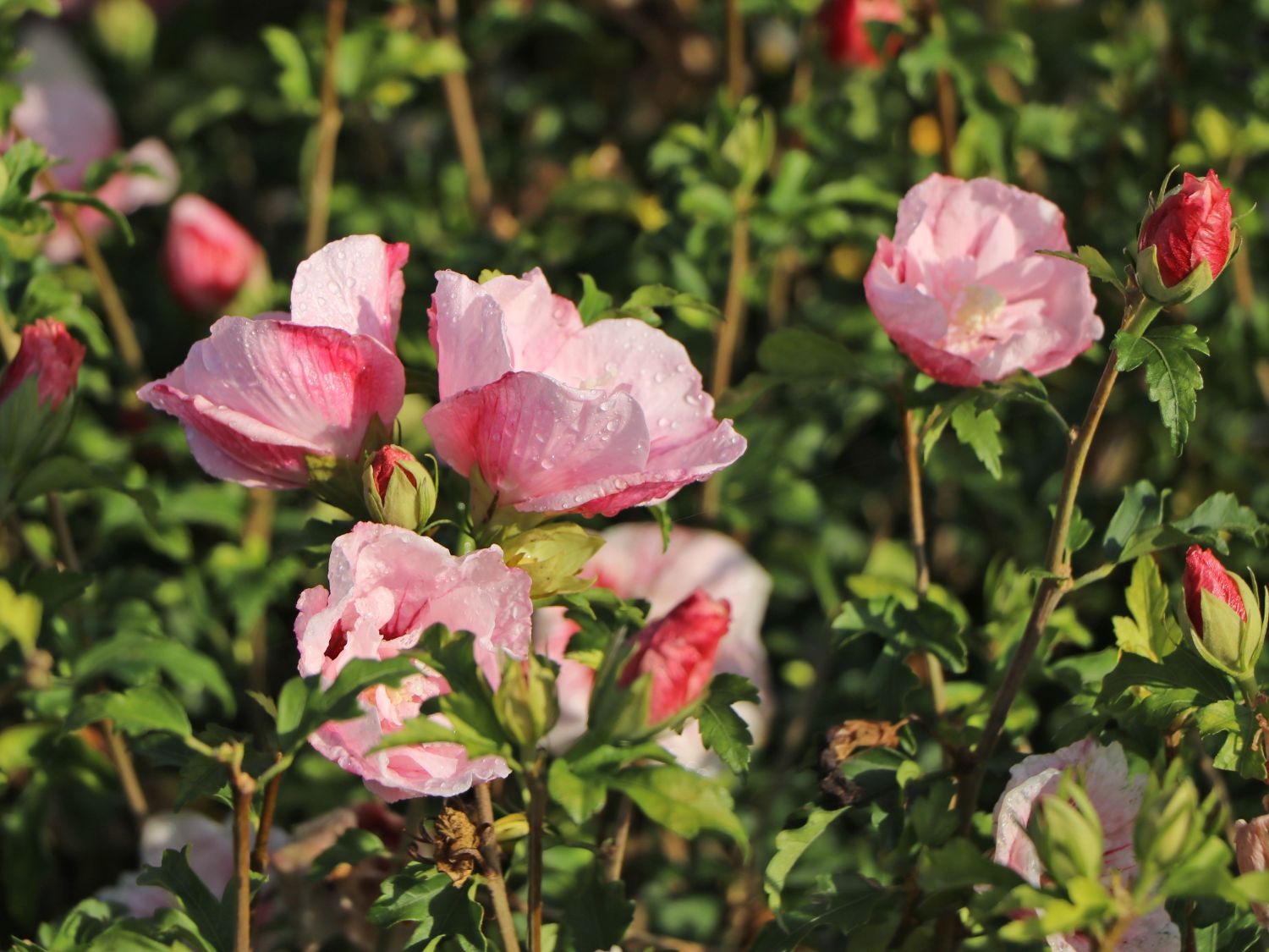 Garteneibisch 'Pink Chiffon' ® - Hibiscus syriacus 'Pink Chiffon' ®