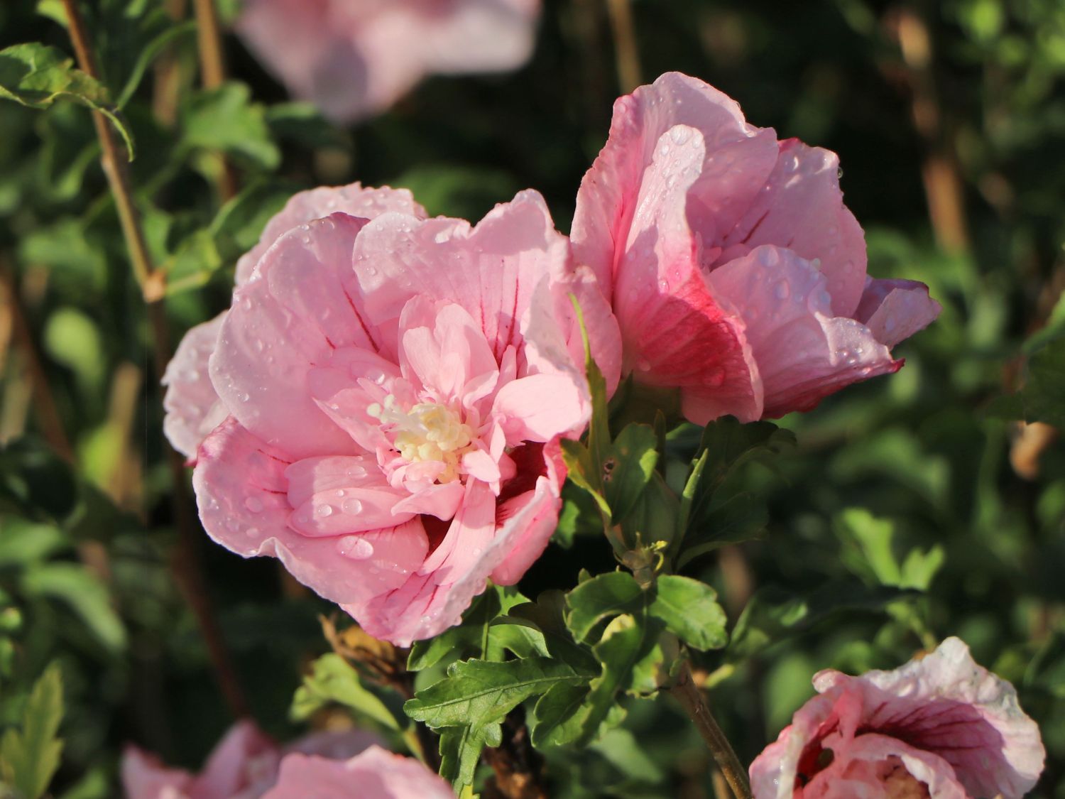 Garteneibisch 'Pink Chiffon' ® - Hibiscus syriacus 'Pink Chiffon' ®