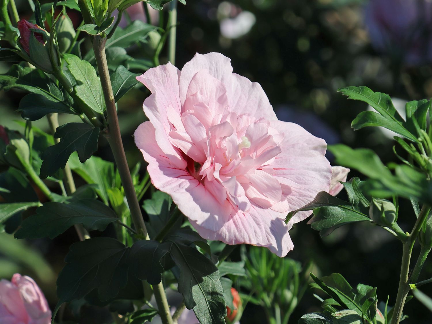 Garteneibisch 'Pink Chiffon' ® - Hibiscus syriacus 'Pink Chiffon' ®