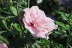 Garteneibisch 'Pink Chiffon' ® - Hibiscus syriacus 'Pink Chiffon' ®