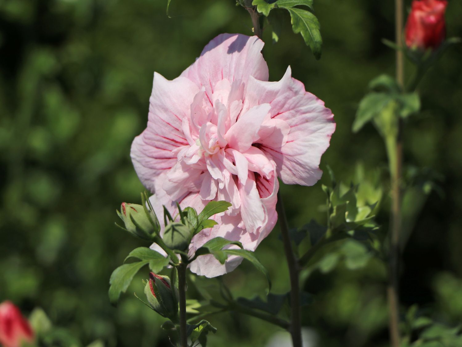 Garteneibisch 'Pink Chiffon' ® - Hibiscus syriacus 'Pink Chiffon' ®
