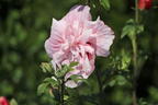 Garteneibisch 'Pink Chiffon' ® - Hibiscus syriacus 'Pink Chiffon' ®