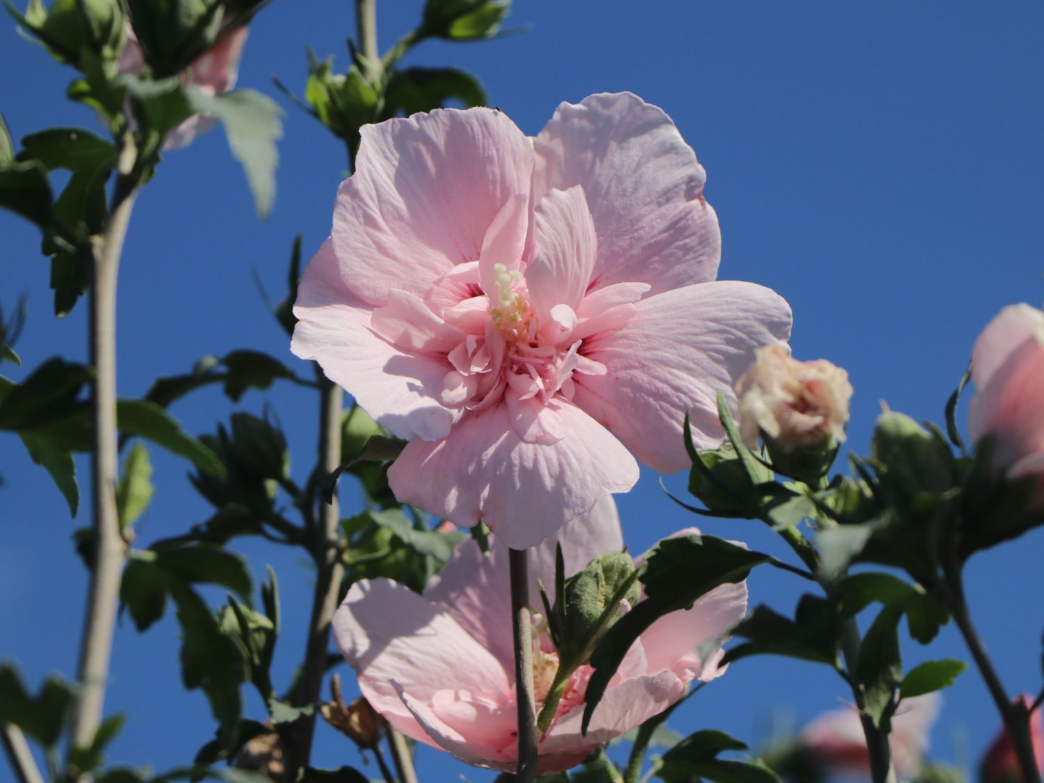 Garteneibisch 'Pink Chiffon' ® - Hibiscus syriacus 'Pink Chiffon' ®