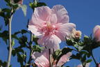 Garteneibisch 'Pink Chiffon' ® - Hibiscus syriacus 'Pink Chiffon' ®
