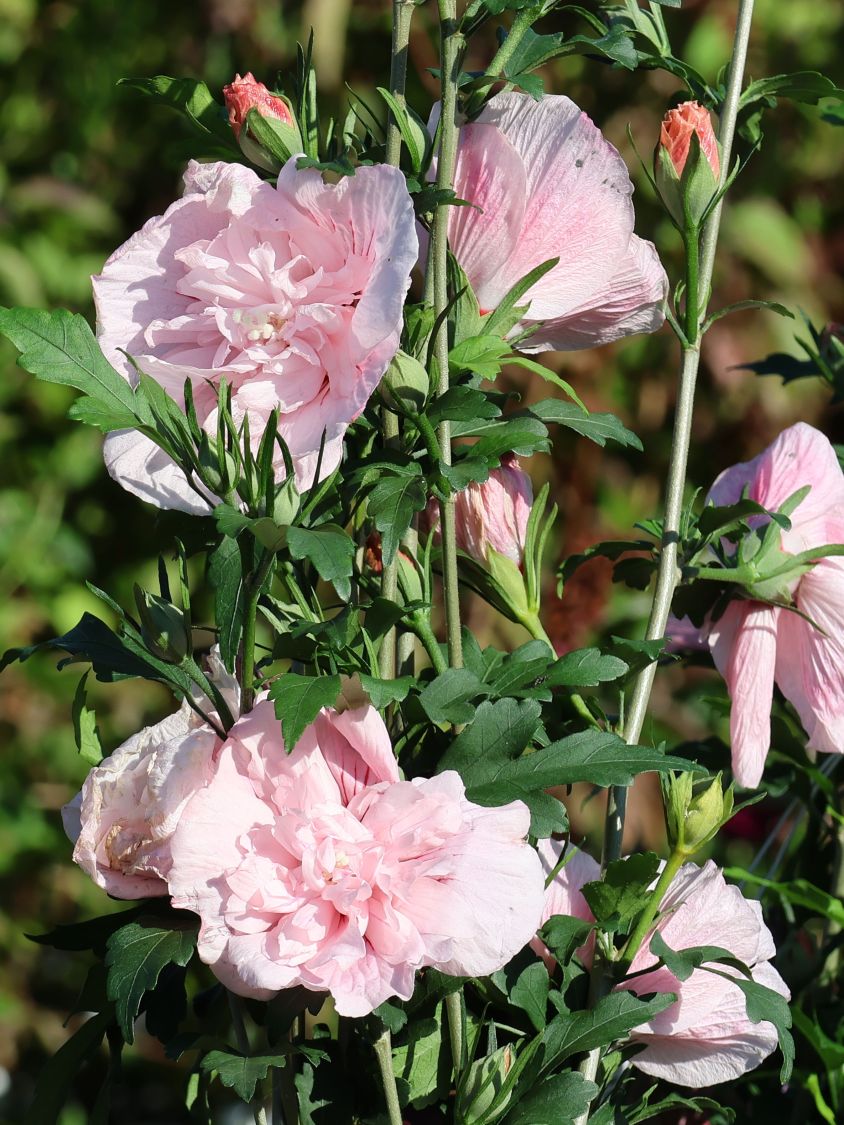 Garteneibisch 'Pink Chiffon' ® - Hibiscus syriacus 'Pink Chiffon' ®