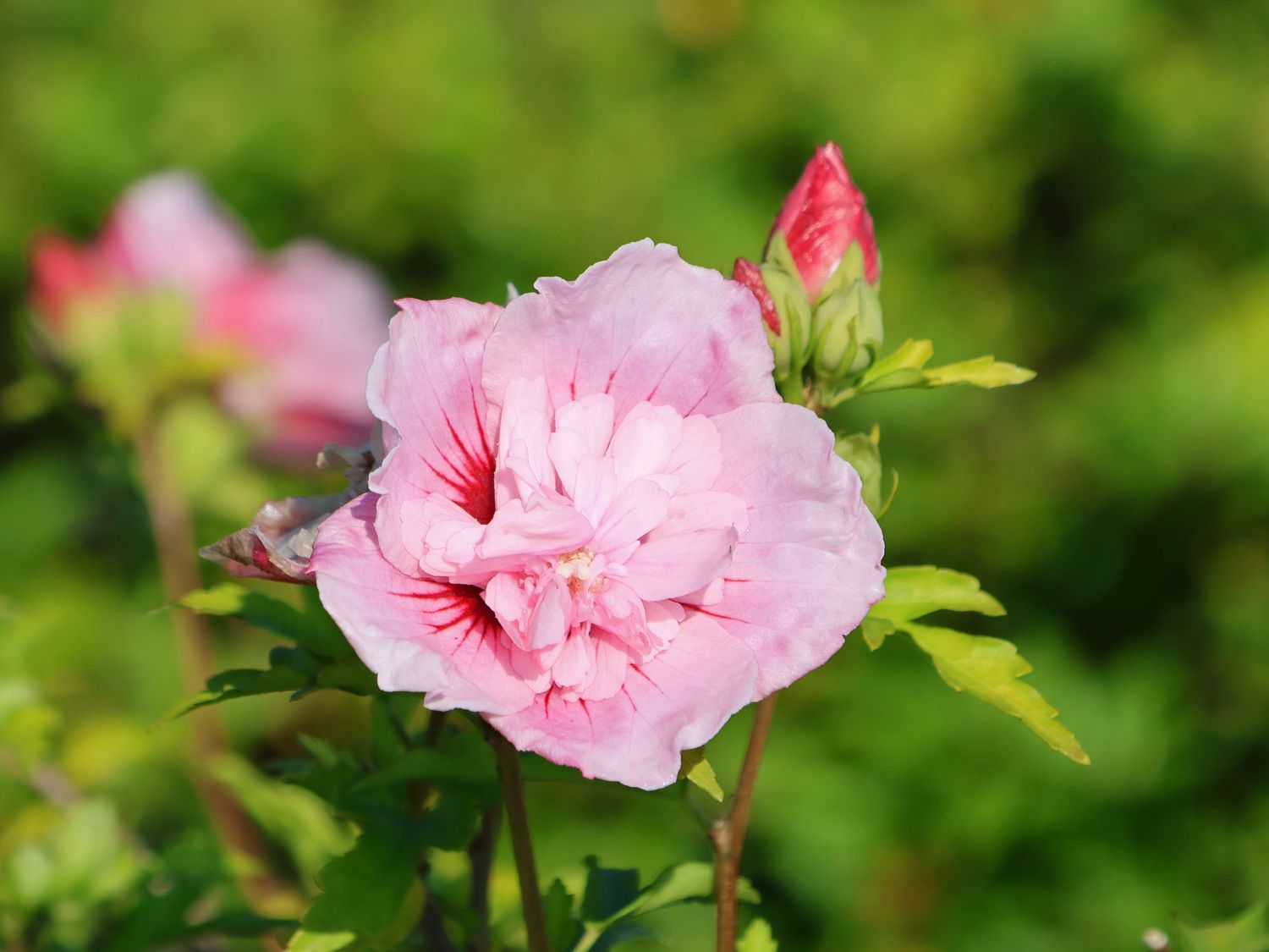 Garteneibisch 'Pink Chiffon' ® - Hibiscus syriacus 'Pink Chiffon' ®