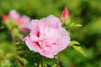 Garteneibisch 'Pink Chiffon' ® - Hibiscus syriacus 'Pink Chiffon' ®