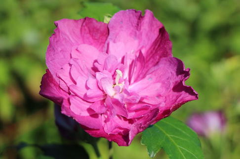 Garteneibisch 'Purple Ruffles' ® - Hibiscus syriacus 'Purple Ruffles' ®