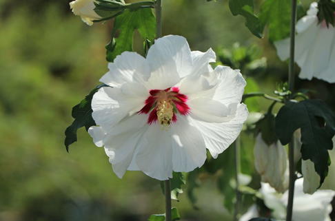 Garteneibisch 'Red Heart' - Hibiscus syriacus 'Red Heart'