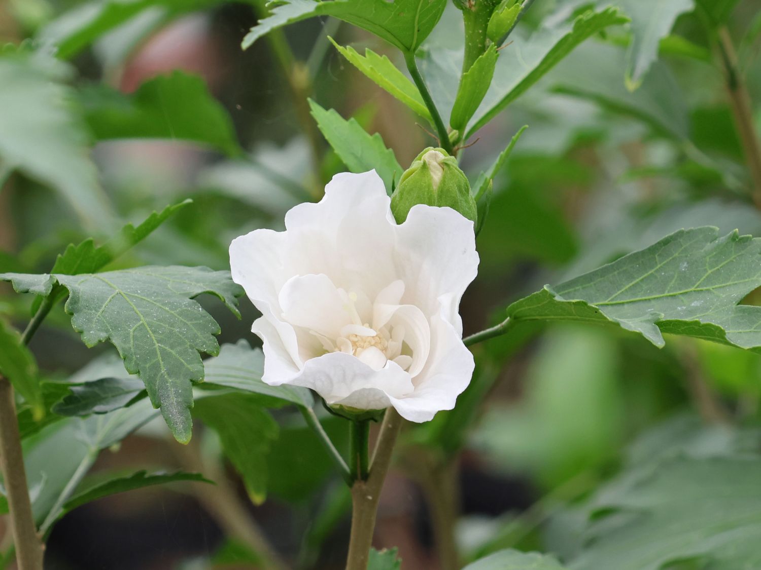 Garteneibisch / Roseneibisch 'Flower Tower White' - Hibiscus syriacus 'Flower Tower White'