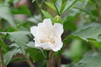 Garteneibisch / Roseneibisch 'Flower Tower White' - Hibiscus syriacus 'Flower Tower White'