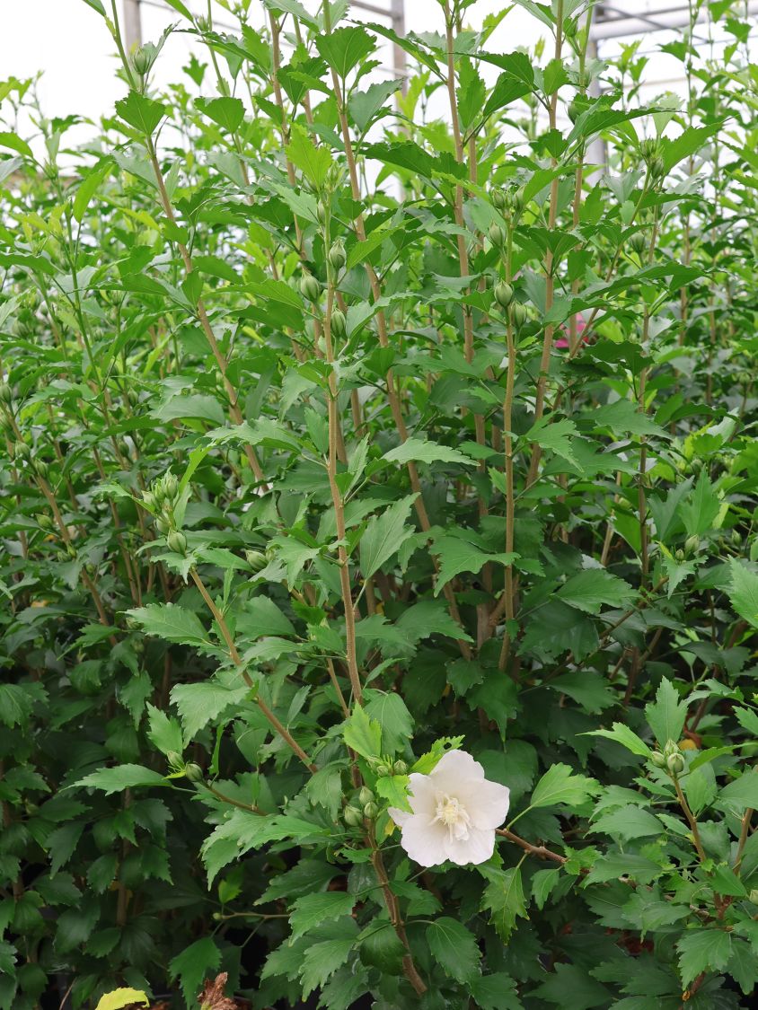 Garteneibisch / Roseneibisch 'Flower Tower White' - Hibiscus syriacus 'Flower Tower White'