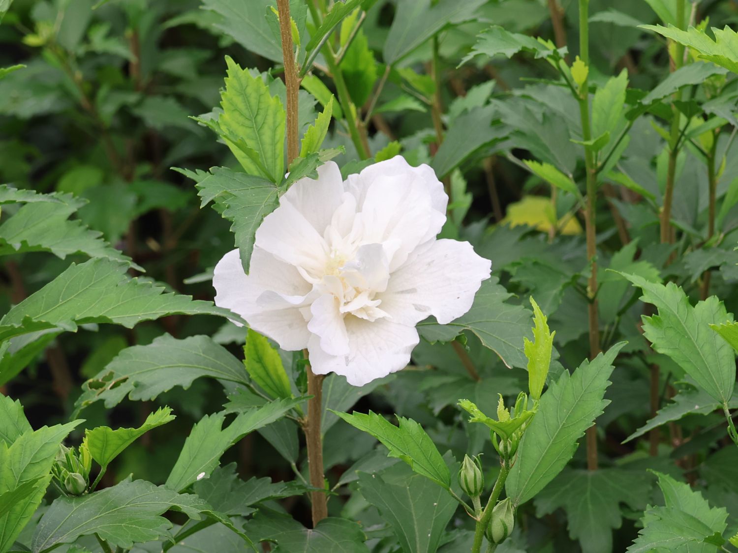 Garteneibisch / Roseneibisch 'Flower Tower White' - Hibiscus syriacus 'Flower Tower White'