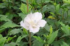 Garteneibisch / Roseneibisch 'Flower Tower White' - Hibiscus syriacus 'Flower Tower White'