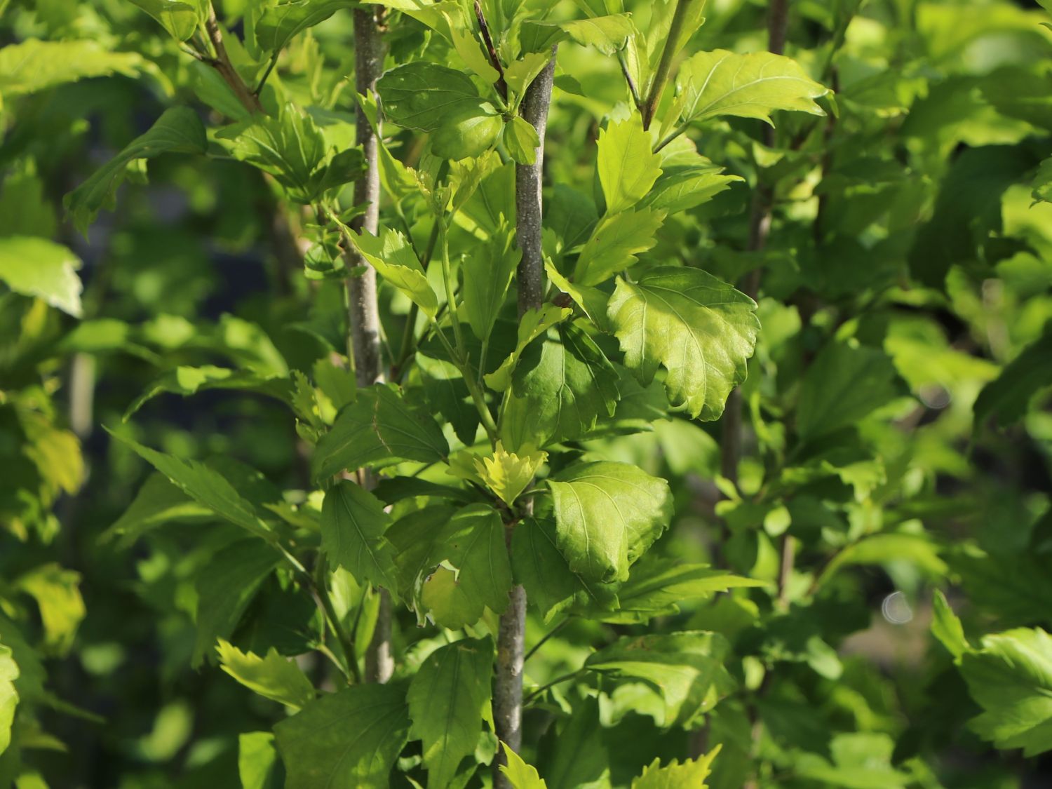 Garteneibisch / Roseneibisch 'Flower Tower Purple' - Hibiscus syriacus 'Flower Tower Purple' ('Gandini Santiano')