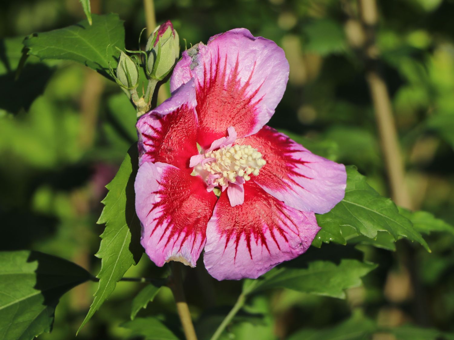 Garteneibisch / Roseneibisch 'Flower Tower Purple' - Hibiscus syriacus 'Flower Tower Purple' ('Gandini Santiano')