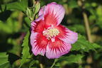 Garteneibisch / Roseneibisch 'Flower Tower Purple' - Hibiscus syriacus 'Flower Tower Purple' ('Gandini Santiano')