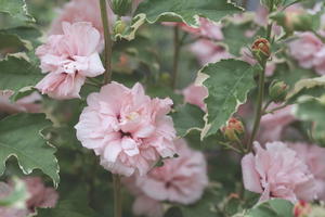 Garteneibisch / Roseneibisch 'Sugar Tip ®' Rose of Sharon