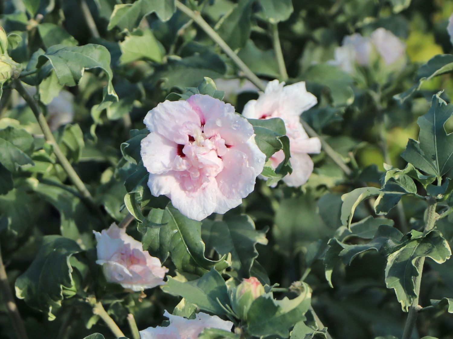 Garteneibisch / Roseneibisch 'Sugar Tip ®' Rose of Sharon Hibiscus