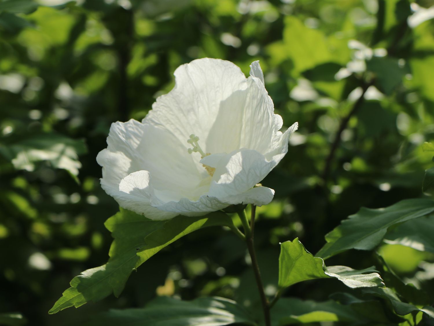Garteneibisch / Roseneibisch 'Flower Tower White' - Hibiscus syriacus 'Flower Tower White'