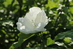 Garteneibisch / Roseneibisch 'Flower Tower White' - Hibiscus syriacus 'Flower Tower White'
