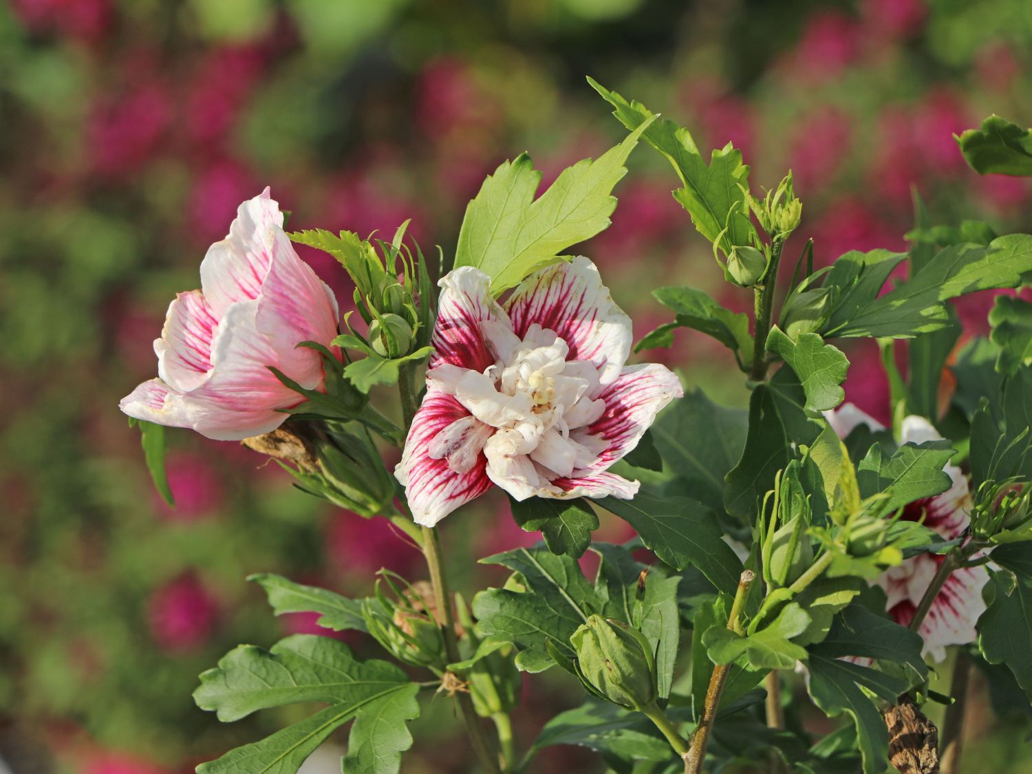 Garteneibisch 'Starbust Chiffon' - Hibiscus syriacus 'Starbust Chiffon'