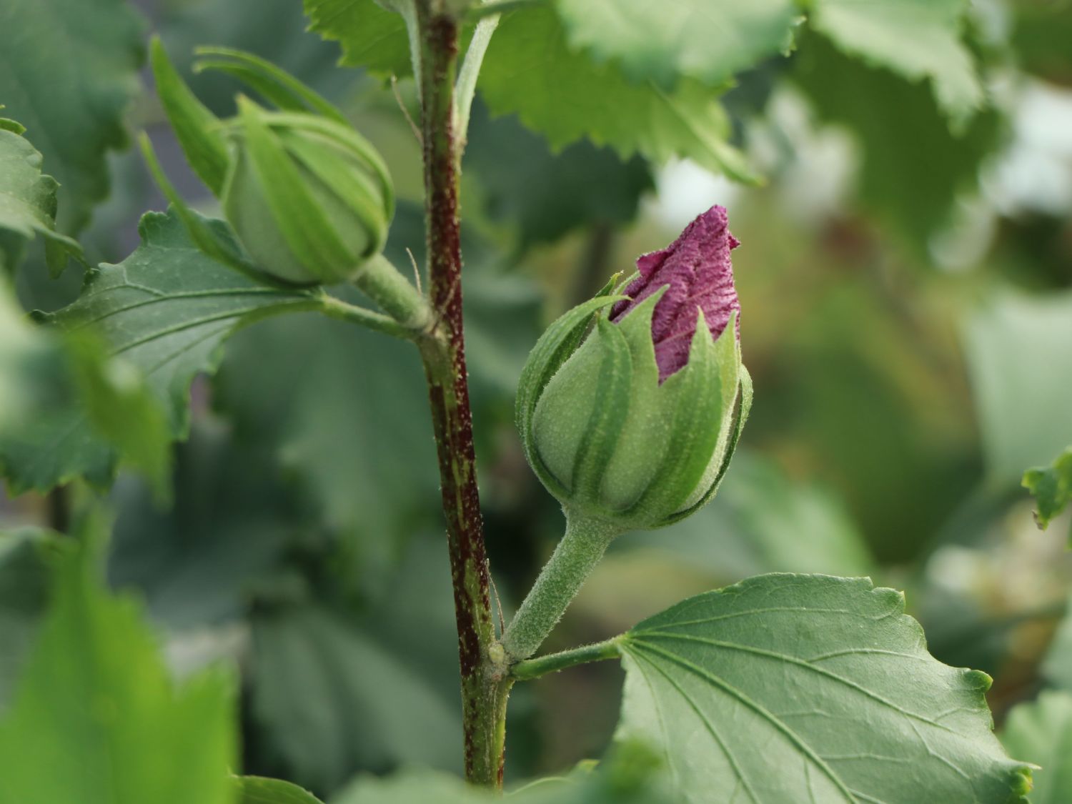 Garteneibisch 'Starbust Chiffon' - Hibiscus syriacus 'Starbust Chiffon'