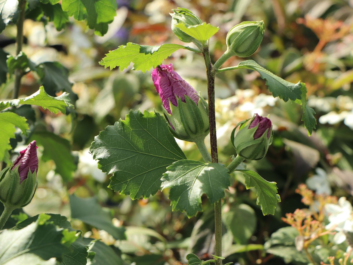 Garteneibisch 'Starbust Chiffon' - Hibiscus syriacus 'Starbust Chiffon'