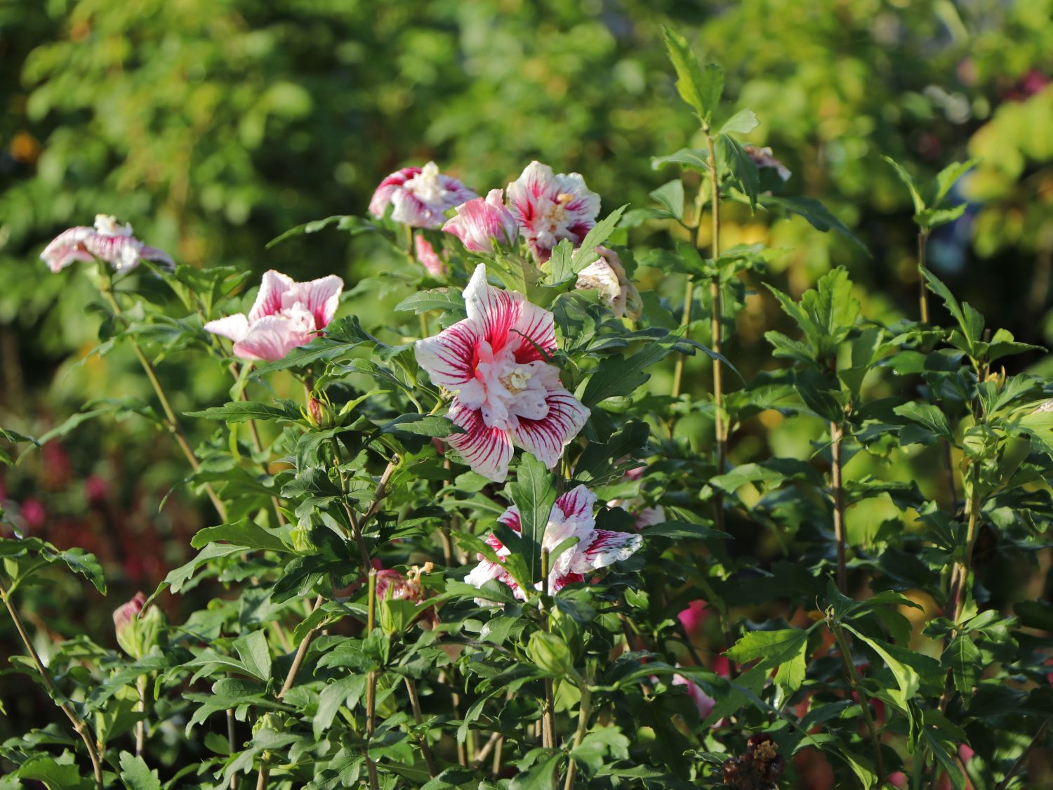 Garteneibisch 'Starbust Chiffon' - Hibiscus syriacus 'Starbust Chiffon'