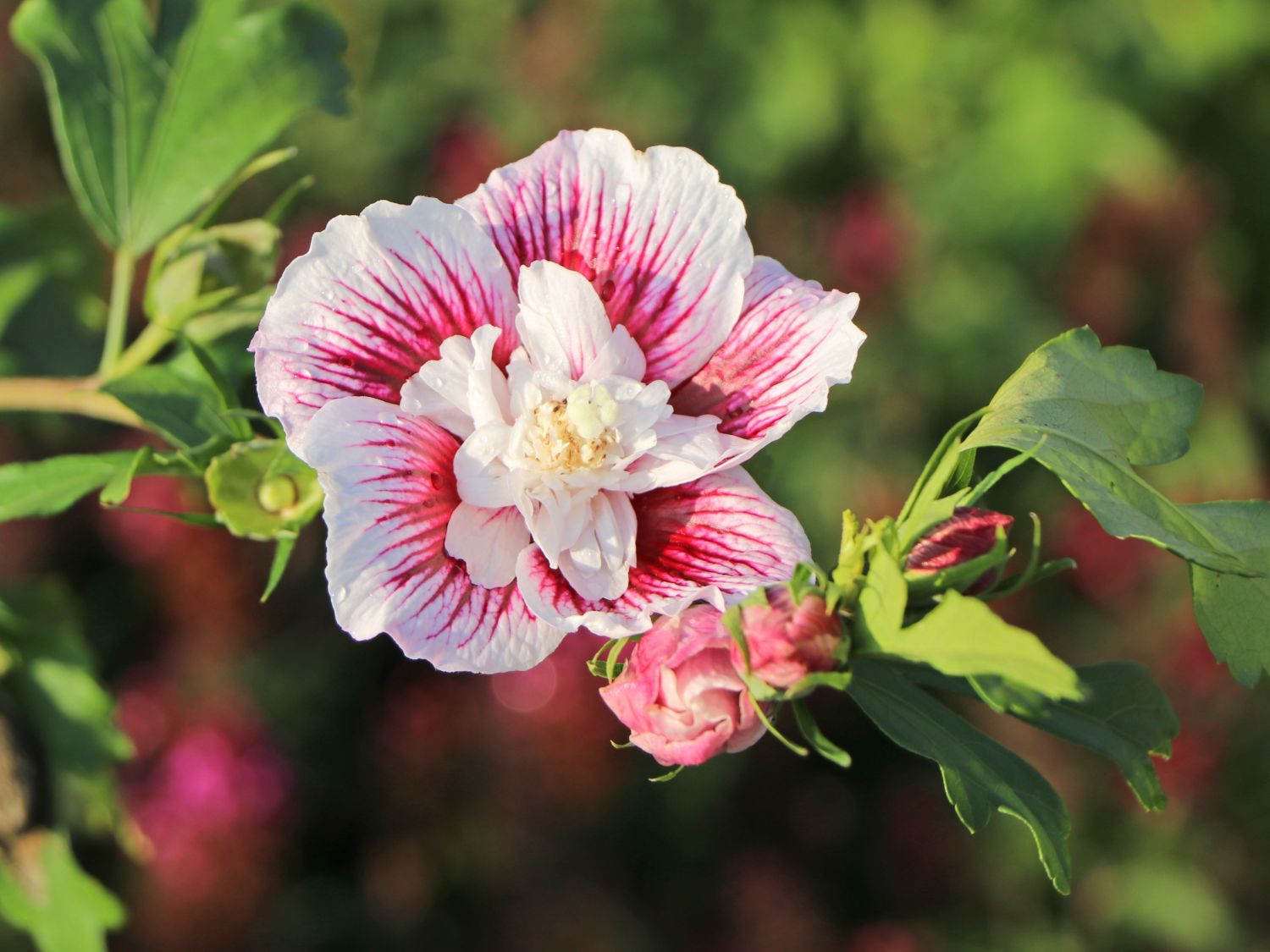 Garteneibisch 'Starbust Chiffon' - Hibiscus syriacus 'Starbust Chiffon'