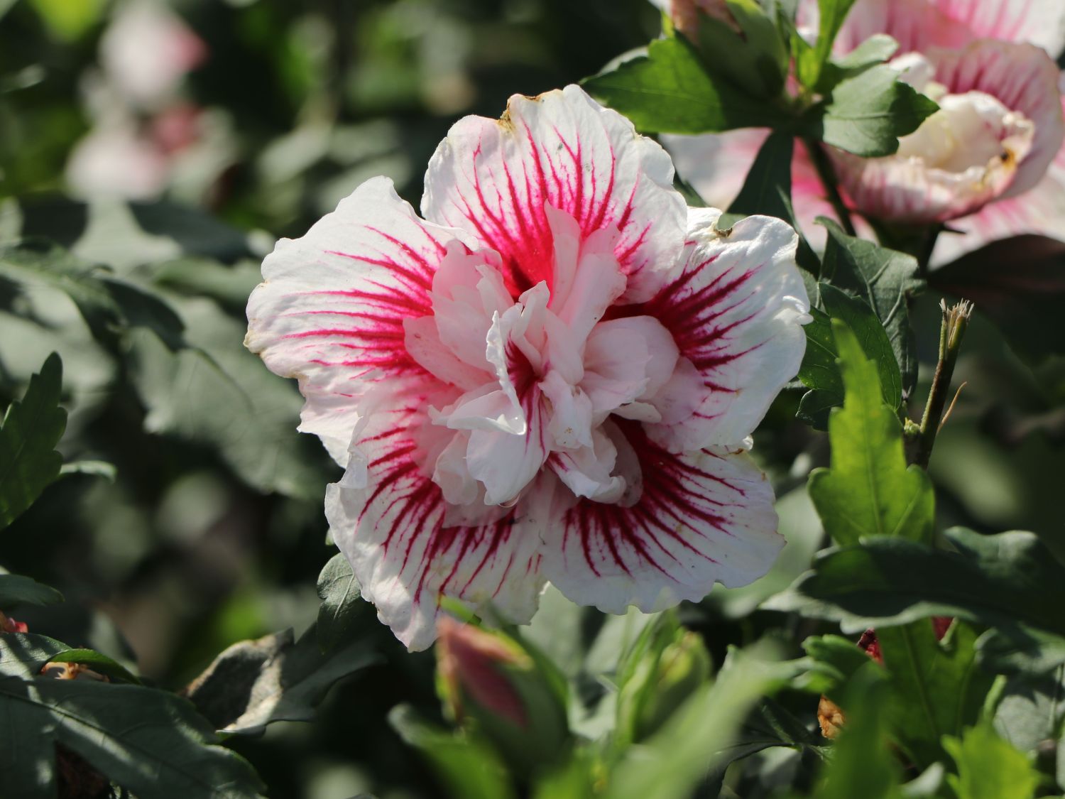 Garteneibisch 'Starbust Chiffon' - Hibiscus syriacus 'Starbust Chiffon'