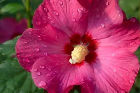 Garteneibisch 'SUP'BRIDGE' ® - Hibiscus syriacus 'SUP'BRIDGE' ®