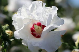 Garteneibisch 'SUP'HEART' ®
