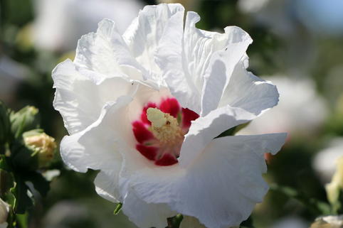 Garteneibisch 'SUP'HEART' ® - Hibiscus syriacus 'SUP'HEART' ®