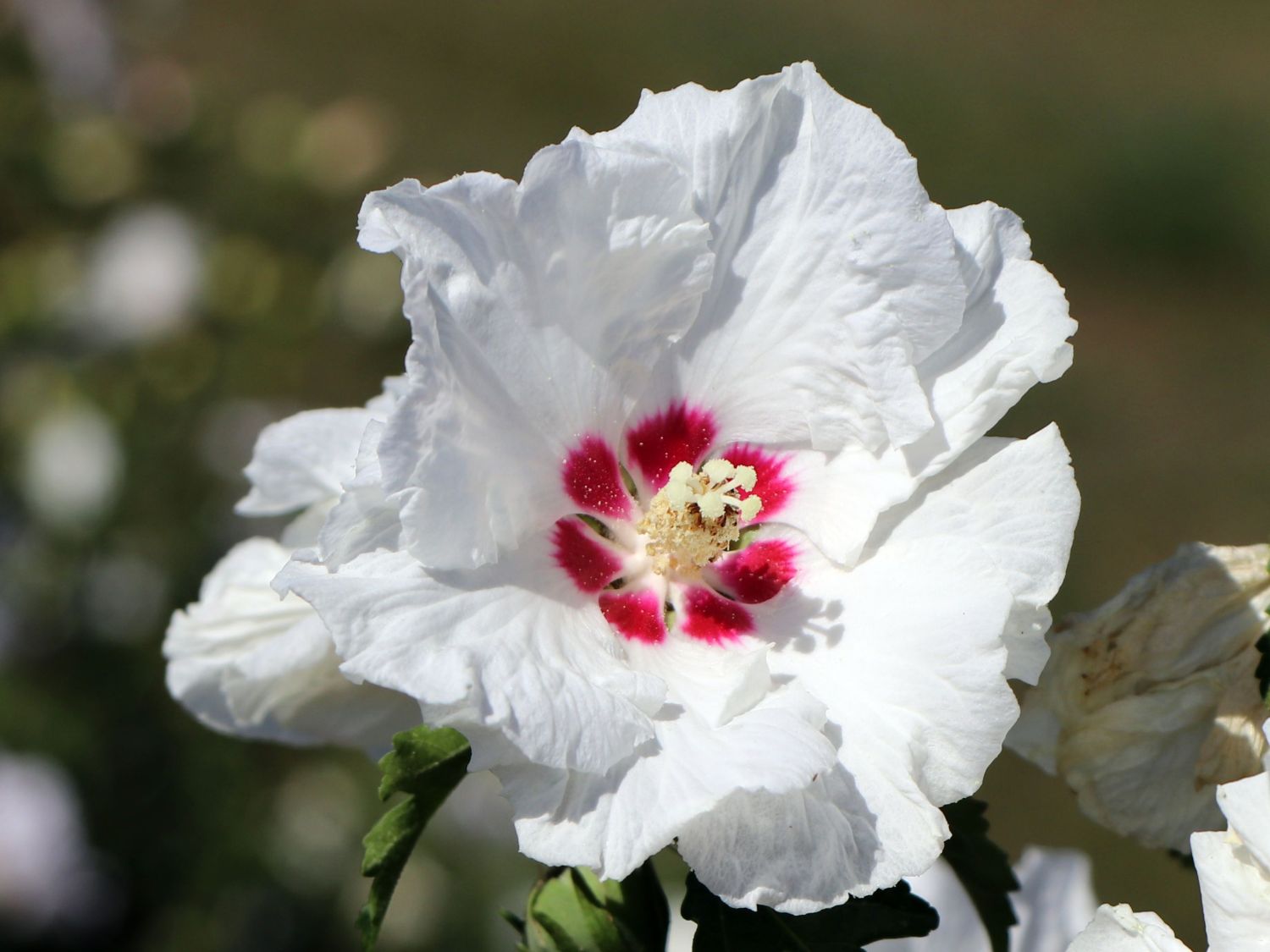 Garteneibisch 'SUP'HEART' ® - Hibiscus syriacus 'SUP'HEART' ®