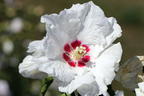 Garteneibisch 'SUP'HEART' ® - Hibiscus syriacus 'SUP'HEART' ®