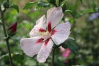 Garteneibisch 'Tricolor' - Hibiscus syriacus 'Tricolor' - 3 verschiedene Blüten